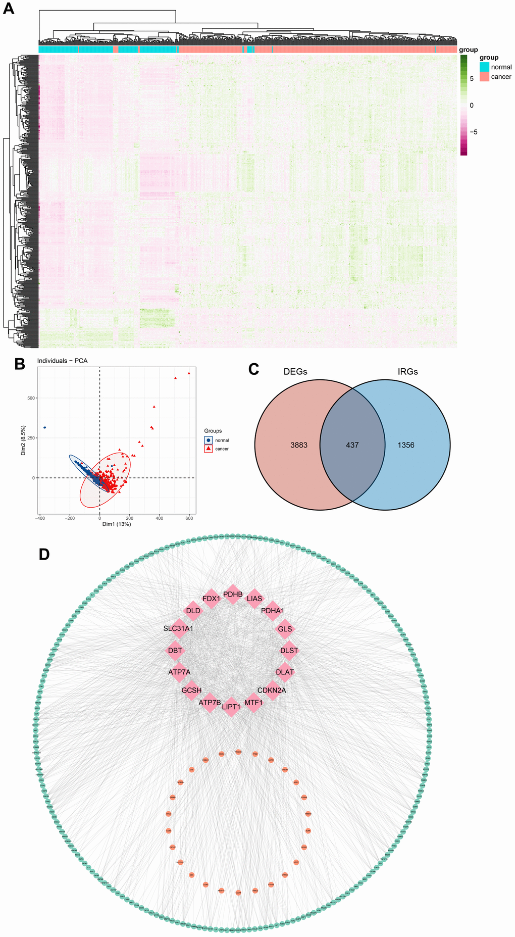 Differentially expressed cuproptosis-related immune genes (CRIGs) in gastric cancer (GC). (A) Heatmap of differentially expressed genes in GC. (B) Results of PCA analysis between GC and normal gastric tissues. (C) Venn diagram of differentially expressed genes and immune-related genes. (D) Correlation between immune-related genes and cuproptosis-related genes (pink, orange, and green represent cuproptosis-related genes, IRGs positively related to the cuproptosis and IRGs negatively related to the cuproptosis).