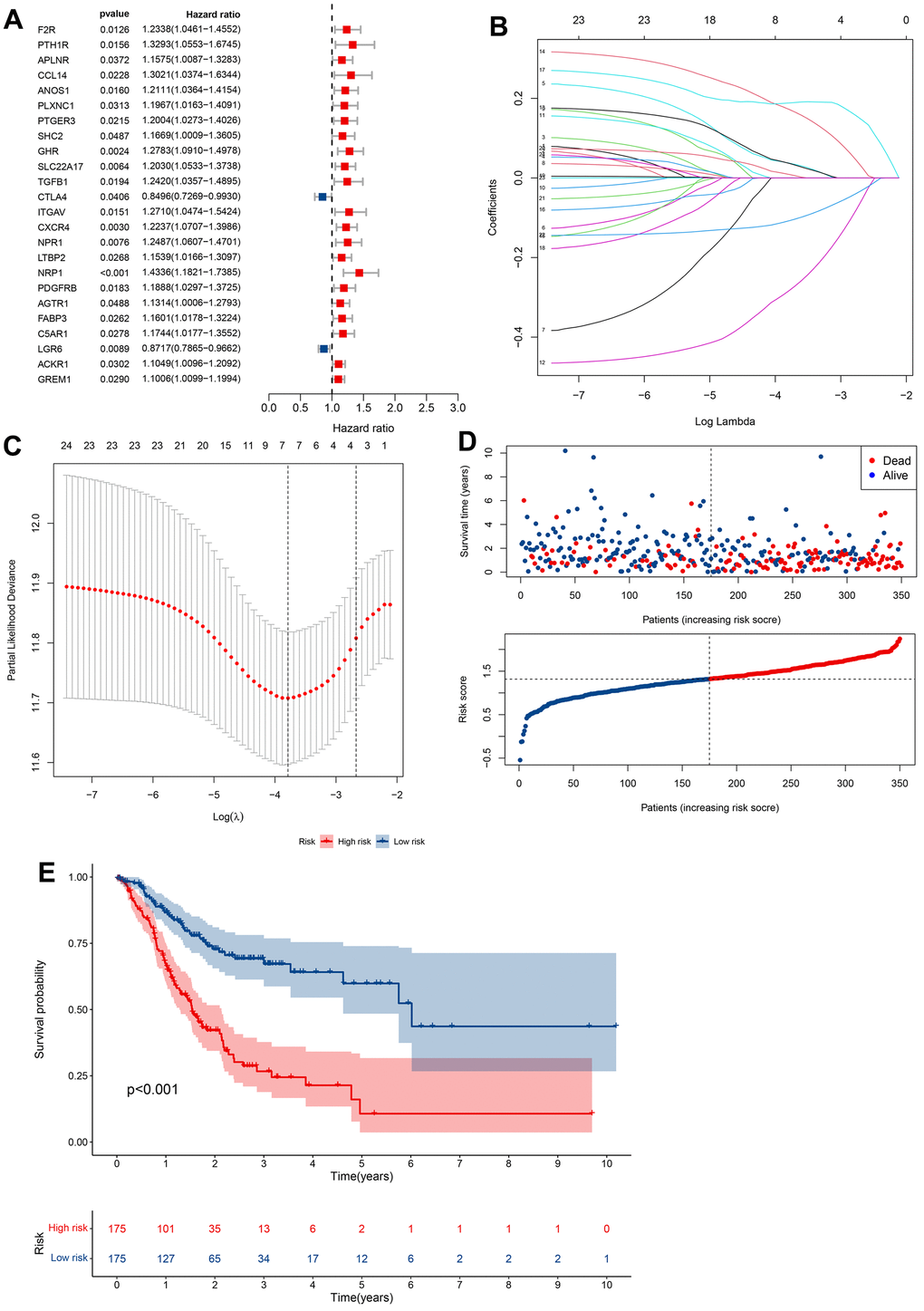 Construction of prognostic models based on CRIGs. (A) Identification of prognostic CRIGs for GC by univariate Cox regression analysis. (B) LASSO Cox regression analysis of the association between coefficients of genes and log(λ). (C) LASSO Cox regression analysis of the association between deviance and log(λ). (D) The survival status and survival time of GC patients ranked by risk score. (E) Kaplan-Meier analysis between high-risk groups and low-risk groups.