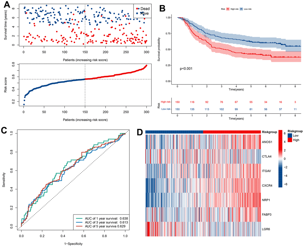 Validation of prognostic models based on CRIGs in GSE62254 dataset. (A) The survival status and survival time of GC patients ranked by risk score in GSE62254 dataset. (B) Kaplan-Meier analysis between high-risk groups and low-risk groups in GSE62254 dataset. (C) Time-dependent ROC curve of risk score predicting the overall survival (OS) in GSE62254 dataset. (D) Heatmap showed the differences of 7 CRIGs between high risk and low risk patients in GSE62254 dataset.