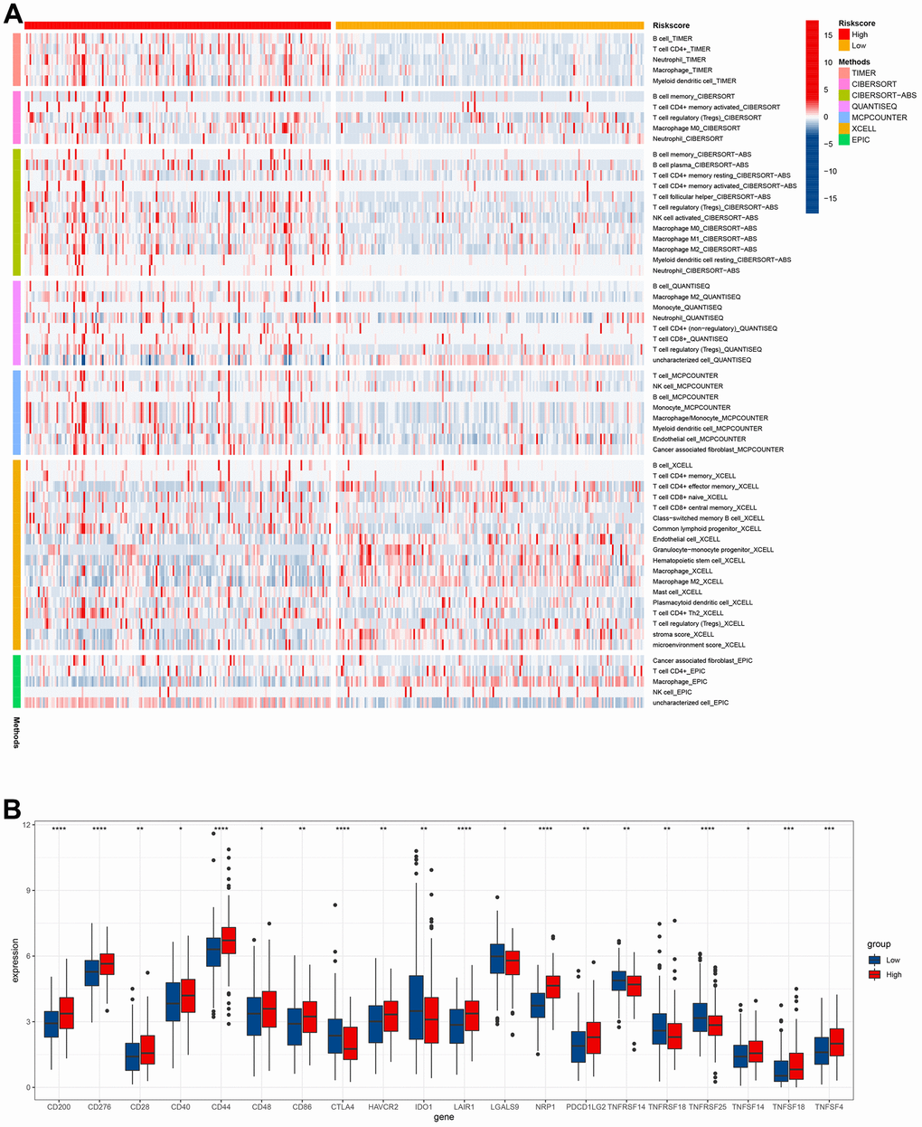 Immune infiltration level analysis based on the risk model. (A) Immune cells infiltration between high-risk groups and low-risk groups. (B) The expression of immune checkpoints between high-risk groups and low-risk groups.