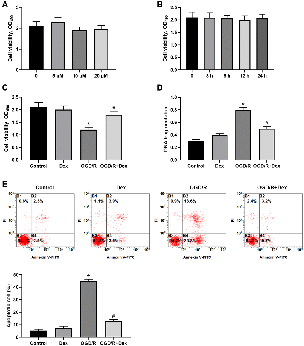 Protective effects of dexmedetomidine (Dex) on ischemia/reperfusion (I/R)-induced neuronal death. (A) Neuro-2a cells were exposed to 5, 10, 20 μM Dex for 24 h, and cell viability was measured. (B) Neuro-2a cells were treated with 10 μM Dex for 3, 6, 12, and 24 h, and cell viability was measured. (C–E) The effects of Dex on I/R-induced insults. Neuro-2a cells were treated with 10 μM Dex, received ischemia for 3 h then reperfusion for 24 h (I/R). Cell viability was analyzed (C), and DNA fragmentation was quantified with an ELISA method (D). The apoptotic cells were quantified by Annexin V/PI staining and statistically analyzed (E). n = 3 for each group; *P #P 