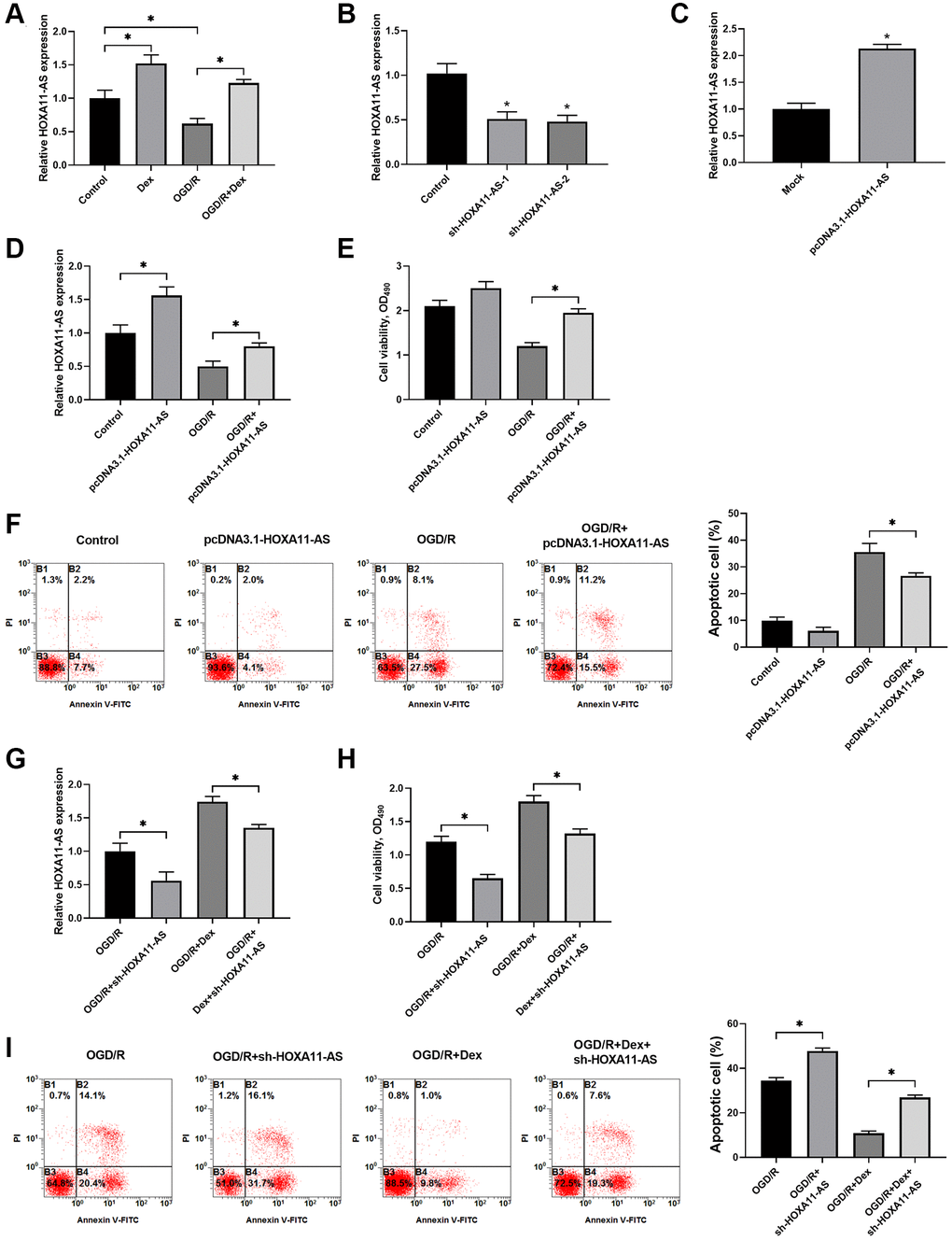 Dex treatment protected OGD/R-exposed Neuro-2a cells through up-regulation of HOXA11-AS expression and increased cell survival. (A) Neuro-2a cells with or without OGD/R were pre-treated with 10 μM Dex. The expression of HOXA11-AS was determined by quantitative real-time PCR. (B, C) Knockdown (B) and over-expression (C) of HOXA11-AS by transfection of sh-HOXA11-AS and pcDNA3.1-HOXA11-AS, respectively, were verified by quantitative real-time PCR. (D–F) Neuro-2a cells were transfected with control empty vector or pcDNA3.1-HOXA11-AS vector, and were left untreated or received OGD/R. Relative expression of HOXA11-AS (D), cell proliferation (E) and apoptosis of cells (F) in the indicated groups were quantitated. (G–I) Neuro-2a cells transfected with control sh-RNA or sh-HOXA11-AS were left untreated or treated with 10 μM Dex. Cells were then subjected to OGD/R. Relative expression of HOXA11-AS (G), cell proliferation (H) and apoptosis of cells (I) in the indicated groups were quantitated. n = 3 for each group; *P 