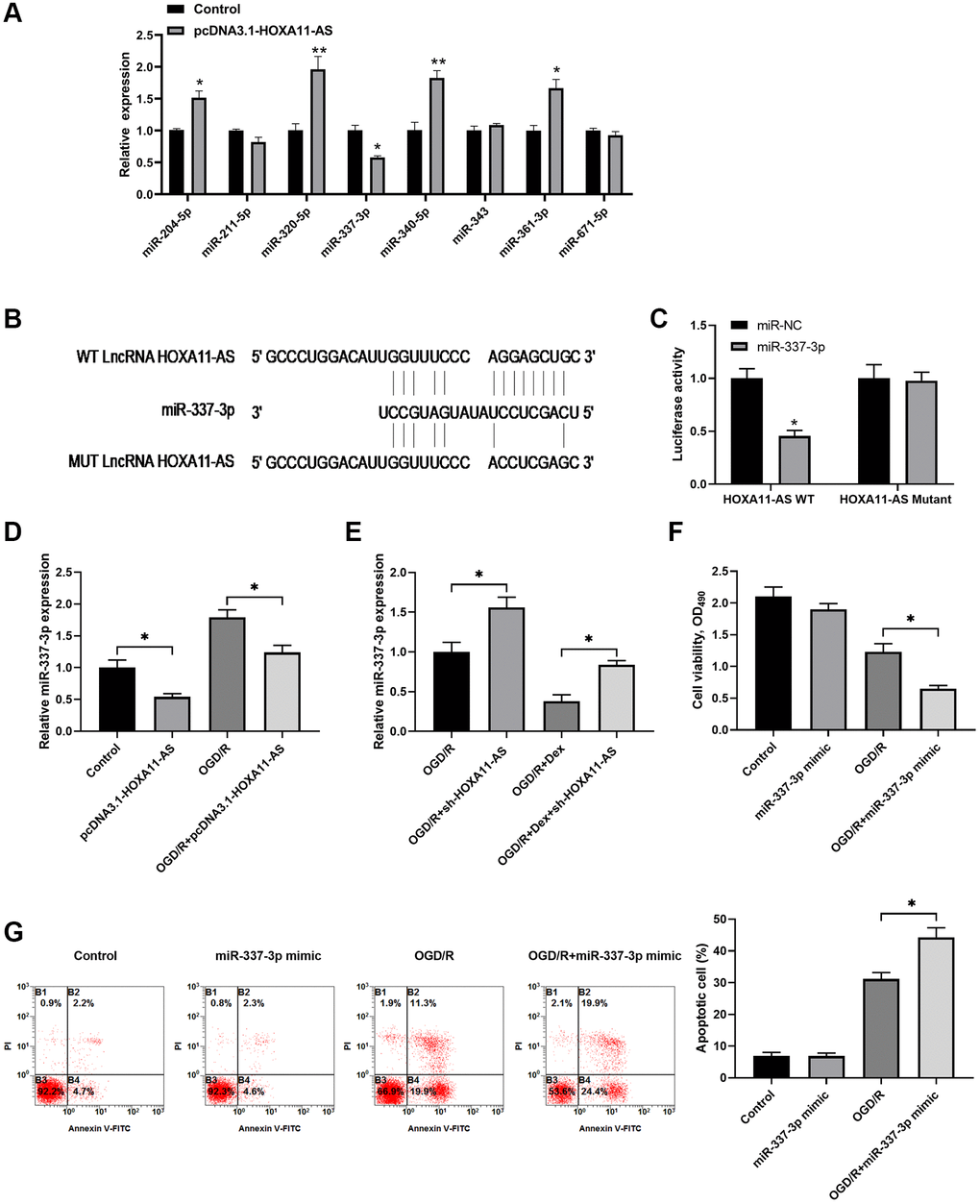 HOXA11-AS competed binding to miR-337-3p to silence miR-337-3p and inhibit apoptotic cell. (A) Neuro-2a cells were transfected with control empty vector or pcDNA3.1-HOXA11-AS vector, and the expression of candidate miRNAs was quantitated by quantitative real-time PCR. (B) Schematic diagram shows the HOXA11-AS transcript binding sites on miR-337-3p. The wild type (WT) and mutated (MUT) binding sites of HOXA11-AS are shown. (C) The luciferase activity of the reporter vectors was detected in Neuro-2a cells at 48 hours after co-transfection of the plasmid expressing wild type or mutant HOXA11-AS together with the NC mimic or the miR-337-3p mimic. (D, E) Neuro-2a cells were transfected with control empty vector or pcDNA3.1-HOXA11-AS vector, and were left untreated or received OGD/R (D). Neuro-2a cells transfected with control sh-RNA or sh-HOXA11-AS were left untreated or treated with 10 μM Dex. Cells were then subjected to OGD/R (E). The relative expression of miR-337-3p was quantitated. (F, G) Neuro-2a cells transfected with control miRNA mimics or miR-337-3p mimics were left untreated or received OGD/R. Cell proliferation (F) and apoptosis (G) in the indicated groups were measured. *P **P 