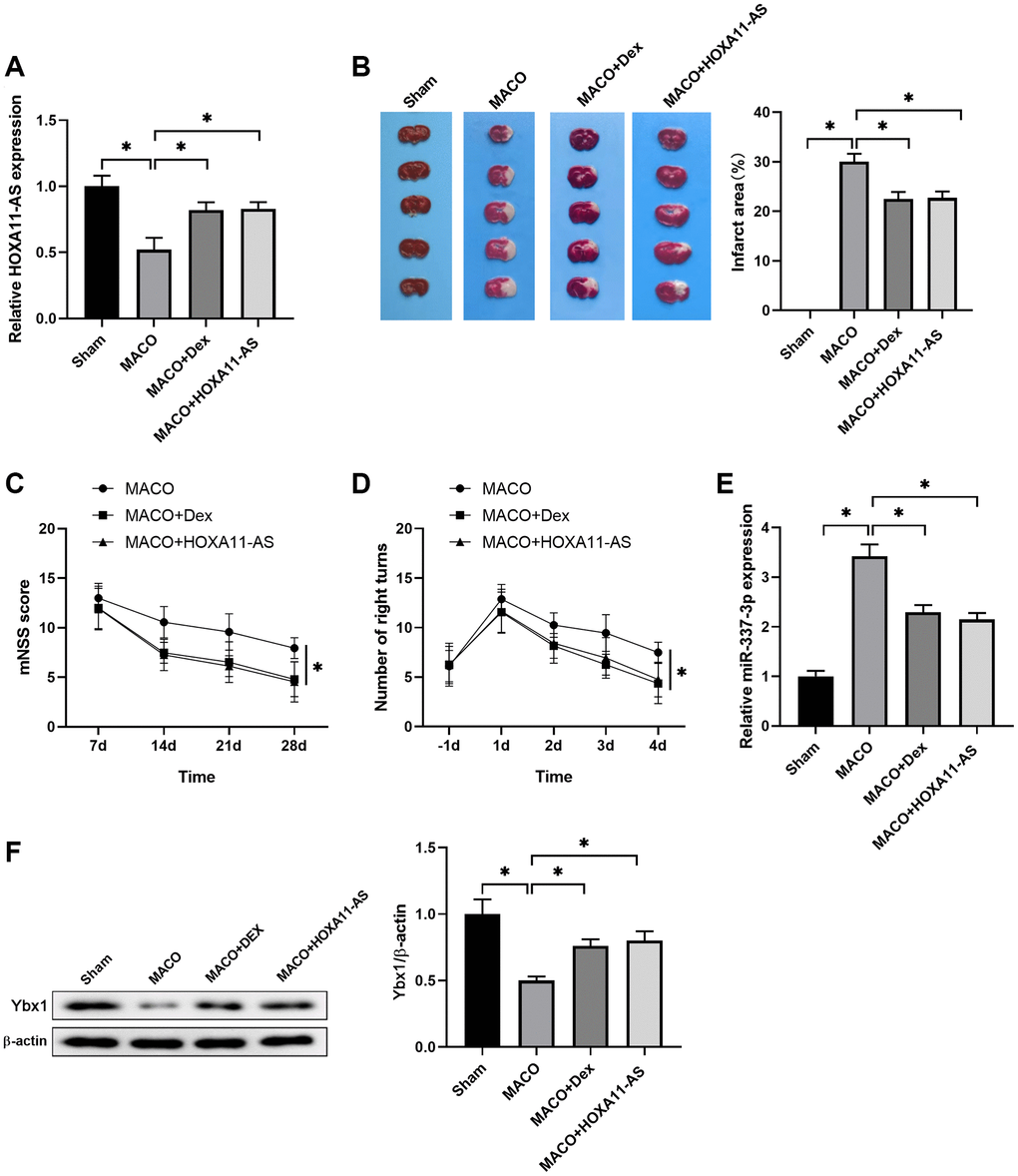 Dex/HOXA11-AS protected against ischemic damage and improved neurological deficits in vivo. (A) The expression of HOXA11-AS was determined by quantitative real-time PCR in mouse brain after MCAO and Dex/HOXA11-AS mimics treatments. n = 5 mice for each group. (B) Representative illustrations of cerebral sections by TTC staining. Infracted region was stained white. The infarction volume was evaluated as the percentage of infarct area relative to the whole brain. (C, D) mNSS score (C) and numbers of right turns in the Corner test (D) in the indicated groups were summarized. n = 5 mice for each group. (E) The expression of miR-337-3p was determined by quantitative real-time PCR in mouse brain after MCAO and Dex/HOXA11-AS mimics treatments. n = 5 mice for each group. (F) The levels of Ybx1 in mouse brain after MCAO and Dex/HOXA11-AS mimics treatments were determined by western blot. n = 3 for each group. *P 