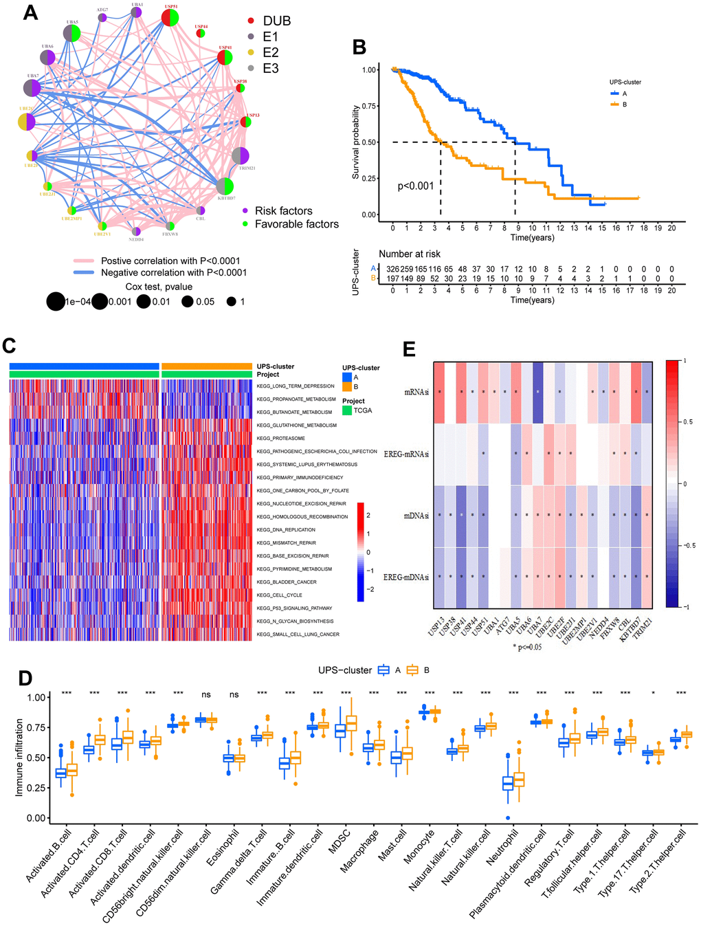 Biological characteristics of two ubiquitination modification modes. (A) The interplay between ubiquitination modification regulators in low-grade glioma. (B) Survival analyses for the two ubiquitination modification modes based on 523 patients with low-grade glioma from TCGA-LGG cohort. PC) GSVA analysis exhibits the activation states of biological pathways in two ubiquitination modification modes. (D) Abundance of Immune cell in the two ubiquitination modification modes. (E) The relationship between stemness index and the ubiquitination modification regulators.