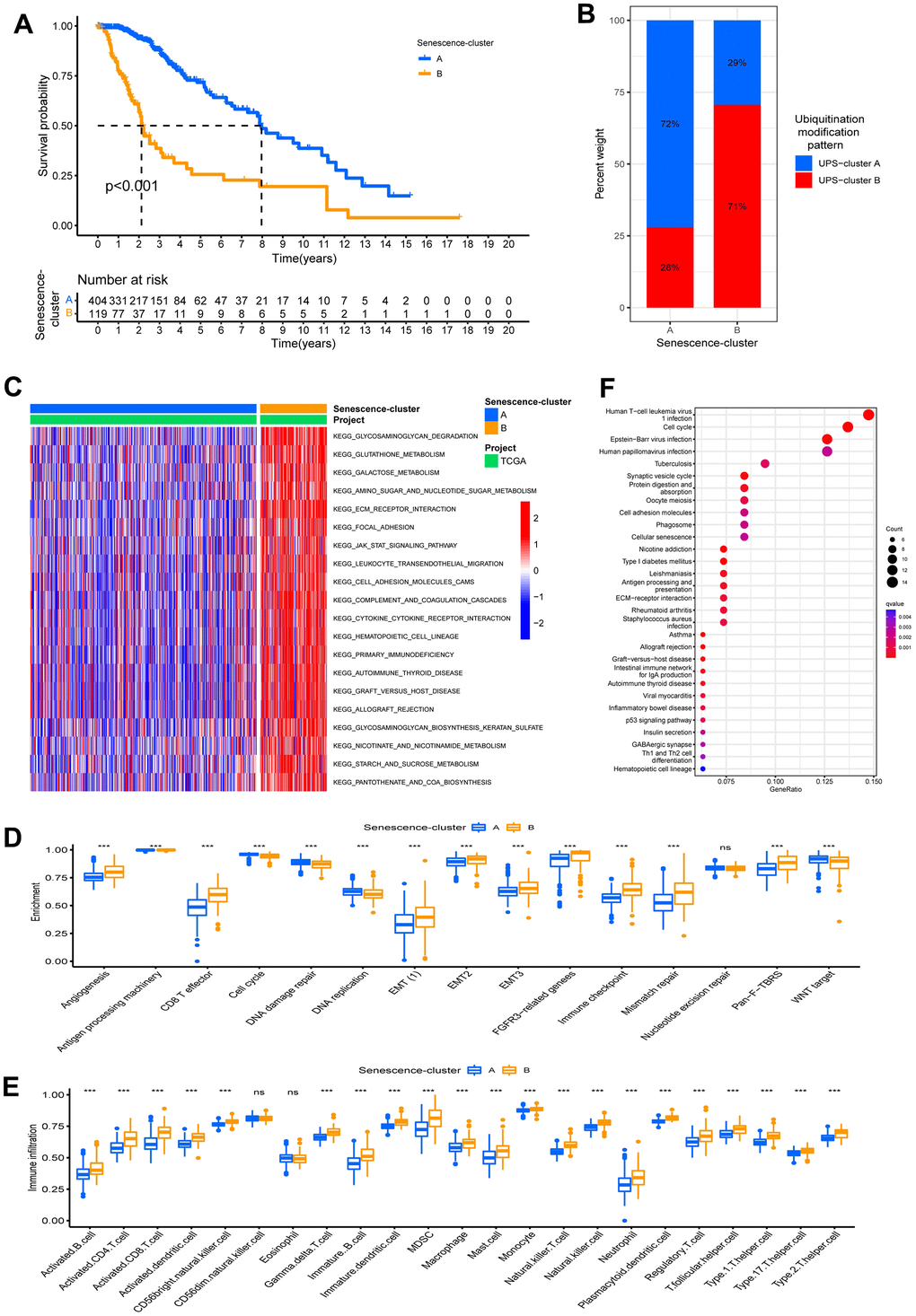 Characteristics of ubiquitination modification-related phenotypes (cellular senescence). (A) Survival analyses for the Senescence-clusters based on 523 patients with low-grade glioma from TCGA-LGG cohort. (B) The different ubiquitination modification patterns distribution between the Senescence-clusters. (C) GSVA analysis in the Senescence-clusters. (D) Enrichment score of biological process in the Senescence-clusters. (E) Abundance of Immune cell in the Senescence- clusters. (F) KEGG enrichment analysis of the differential expression genes between UPS- clusters.