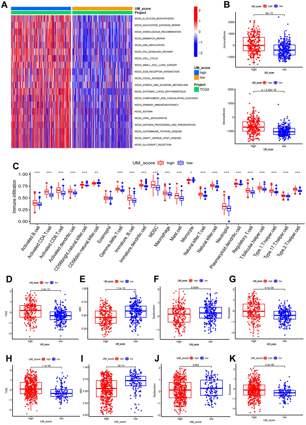 UM-score in the role of immunotherapy. (A) GSVA enrichment analysis in the UM-score subgroups. (B) Distinction in the immune scores and stromal scores between the UM-score subgroups in TCGA-LGG cohorts. (C) Abundance of immune cell in the UM-score subgroups. (D) Distinction in the TIDE score between the UM-score subgroups in TCGA-LGG cohorts. (E) Distinction in the MSI score between the UM-score subgroups in TCGA-LGG cohorts. (F) Distinction in the T-cell dysfunction score between the UM-score subgroups in TCGA-LGG cohorts. (G) Distinction in the T-cell exclusion score between the UM-score subgroups in TCGA-LGG cohorts. (H) Distinction in the TIDE score between the UM-score subgroups in CGGA-LGG cohorts. (I) Distinction in the MSI score between the UM-score subgroups in CGGA-LGG cohorts. (J) Distinction in the T-cell dysfunction score between the UM-score subgroups in CGGA-LGG cohorts. (K) Distinction in the T-cell exclusion score between the UM-score subgroups in CGGA-LGG cohorts.