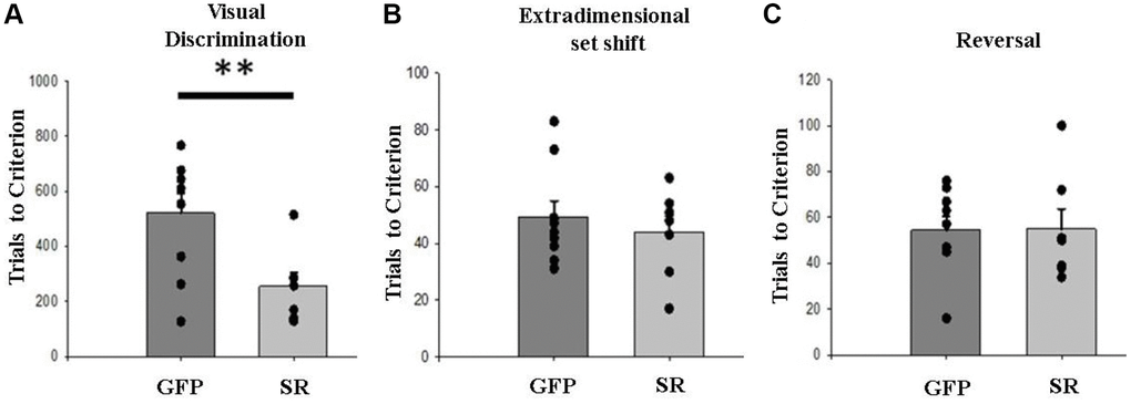 Upregulation of SR expression in mPFC accelerated learning an initial rule. (A) Middle-aged rats with LV-SR (N = 7) required fewer trials to reach criterion on visual discrimination than LV-GFP rats (N = 9). In contrast, LV-SR and LV-GFP rats did not significantly differ from one another regarding trials to criterion (TTC) for the extradimensional set shift (B) or reversal (C). Filled circles in (A–C) representing individual data points. Data represented as mean ± SEM, with individual rat’s performance displayed as single data point. **p 