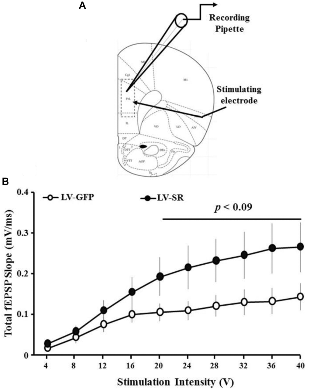 Upregulation of SR increased total synaptic strength. (A) Schematic of PFC slice adapted from Paxinos [108] illustrating location of recording and position of stimulating and recording electrodes. The rectangular dash lined box indicates the area used for recording total and NMDAR-mediated synaptic responses. (B) Input-output curve of total-fEPSP in slices obtained from LV-SR (n = 8/4 slices/animals) and LV-GFP (n = 8/4 slices/animals) animals, plotting the mean SEM slope across animals relative to increasing stimulation intensities. p 