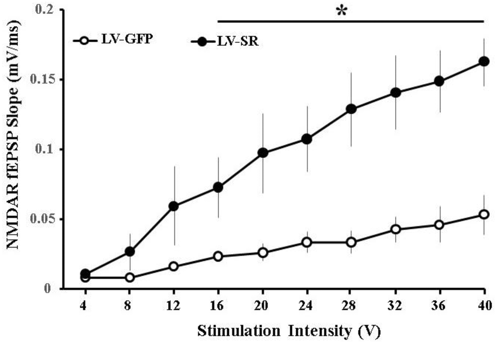 Upregulation of SR increased NMDAR-mediated synaptic response. Input-output curve of NMDAR-fEPSP in slices obtained from LV-SR (n = 8/4 slices/animals) and LV-GFP (n = 8/4 slices/animals) rats, plotting the mean SEM slope across animals relative to increasing stimulation intensities. *indicates a significant treatment difference at higher stimulation intensities (16–40V).