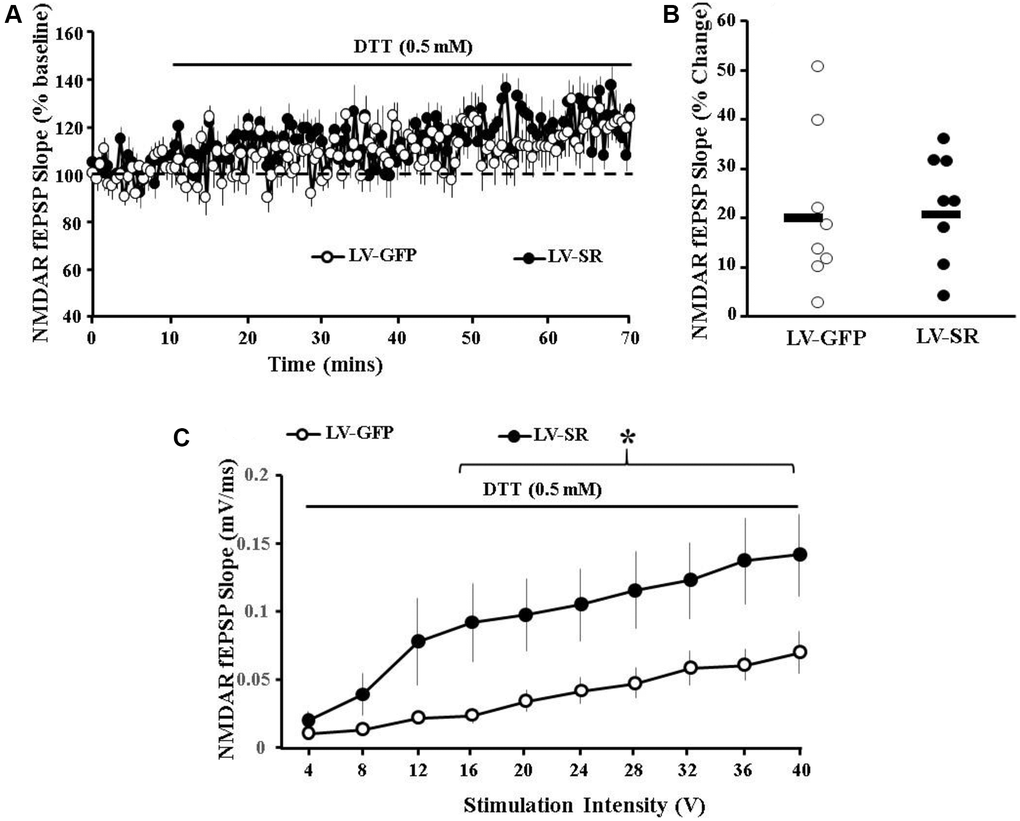 Redox regulation does not contribute to increased NMDAR synaptic function induced by upregulation of SR expression. (A) Time course of changes in the slope of the NMDAR-fEPSP obtained from mPFC slices 10 min before and up to 60 min after bath application of the reducing agent, DTT (0.5 mM; solid line) for slices obtained from LV-SR (filled circle, n = 8/4 slices/animals) and LV-GFP (control, open circle, n = 8/4 slices/animals) animals. (B) Scatter gram illustrating individual DTT-induced potentiation along with mean percentage increase (black solid line) in the slope of NMDAR-fEPSP in slices obtained from LV-SR (filled circle) and LV-GFP (open circle) animals. (C) Input-output curve of NMDAR-fEPSP slope in slices obtained from LV-GFP (open circle) and LV-SR (filled circle) rats 60 min following bath application of DTT (0.5 mm, solid line), across increasing stimulation intensities. *indicates a significant treatment difference at higher stimulation intensities (16–40V).