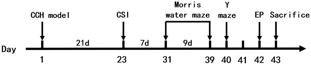 Experimental procedures and timeline. The rats were treated by 2VO and sham surgery. 21 days (3 weeks) later, the cerebral stereotaxic injection was done. 7 days (1 week) later, the Morris water maze and Y maze were done. 1 day later, electrophysiological experiments were done on rats. Next day, the rats were executed and then be tested by Western blot, RT-PCR, immunohistochemistry, Golgi staining and transmission electron microscopy. Abbreviations: CCH: chronic cerebral hypoperfusion; CSI: cerebral stereotaxic injection; EP: electrophysiology.