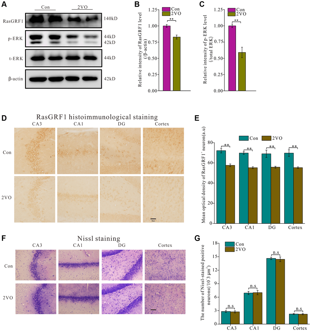 RasGRF1 expression in hippocampus dramatically decreased after chronic cerebral hypoperfusion. (A) The RasGRF1 expression, the total and phosphorylated ERK expression were assayed by Western blot. β-actin was as inner control for samples loading normalization; (Con (n = 3), 2VO (n = 3)). (B) The RasGRF1 relative expression level was calculated and analyzed statistically. (C) The p-ERK relative expression level was calculated and analyzed statistically. Relative intensity of p-ERK level is calculated by p-ERK/total ERK. Total ERK was as inner control for samples loading normalization. (D) RasGRF1 distribution in brain was observed with immunohistochemical staining; (Con (n = 1), 2VO (n = 1)). (E) In hippocampal subregions and cortex, the RasGRF1-positive cells were counted and analyzed. (F) The neurons number was observed with Nissl staining; (Con (n = 1), 2VO (n = 1)). (G) The Nissl-stained positive cells were counted and analyzed. Compared with Control, **p 