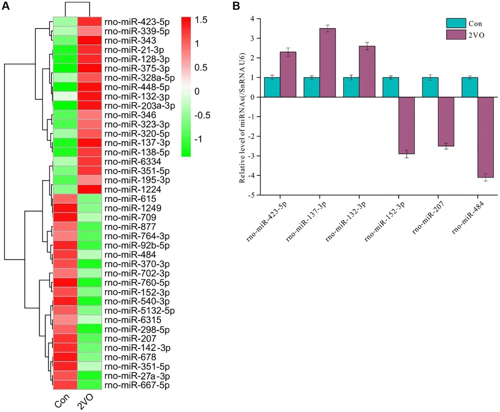 Differentially expressed miRNAs profile in hippocampus after chronic cerebral hypoperfusion. The hippocampal miRNAs were extracted and sequenced. (A) The differentially expressed miRNAs profile was displayed. (B) The selected differentially expressed miRNAs were validated by RT-PCR. All of the experiments were repeated three times. The experiments were repeated three times.