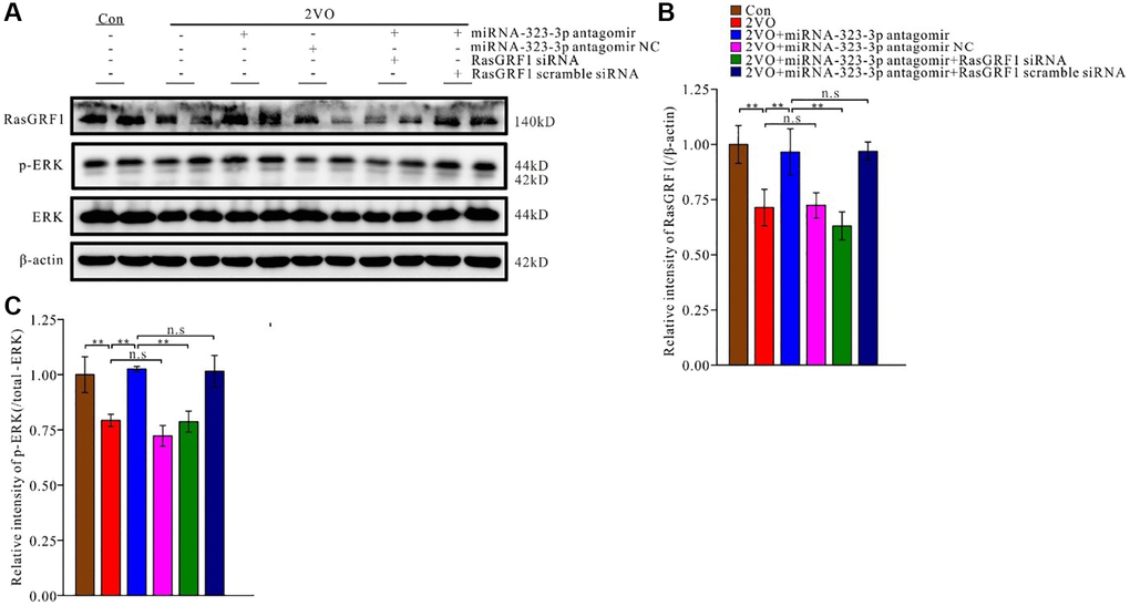 The inhibition of miR-323-3p could up-regulate the expression of RasGRF1 in hippocampus after CCH. (A) The RasGRF1 expression, the total and phosphorylated ERK expression were assayed by Western blot. β-actin was as inner control for samples loading normalization. (Con (n = 3), 2VO (n = 3), 2VO+miRNA-323-3p antagomir (n = 3), 2VO+ miRNA-323-3p antagomir NC (n = 3), 2VO+miRNA-323-3p antagomir + RasGRF1 siRNA (n = 3), 2VO+miRNA-323-3p antagomir + RasGRF1 scramble siRNA (n = 3)). (B) The relative expression level of RasGRF1 was calculated and analyzed statistically. (C) The p-ERK relative expression level was calculated and analyzed statistically. Relative intensity of p-ERK level is calculated by p-ERK/total ERK. **p 