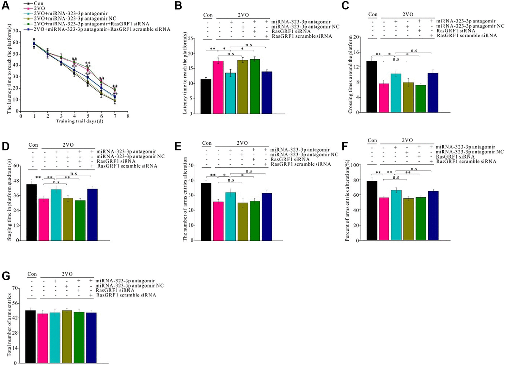 Rasgrf1 upregulation by the inhibition of miR-323-3p could improve the spatial cognitive. dysfunction after CCH. MWM was employed to detect the spatial cognitive abilities. (A) The latency to reach the platform during the trail training was recorded and analyzed. (B) After 1 day-rest, the latency to reach the platform. (C) The crossing times around the platform, and (D) staying time in platform quadrant were recorded and analyzed. The Y maze was employed to further test the cognitive abilities. (E) The number of arms entries alteration, (F) percent of arms entries alteration, and (G) total arms entries times were recorded and analyzed. Con: sham group, n = 12; 2VO: bilateral common arteries occlusion group, n = 15; 2VO+miR-323-3p antagomir: bilateral common arteries occlusion group with miR-323-3p antagomir intra-cerebroventricular injection (ICV) injection, n = 15; 2VO+miR-323-3p NC: 2VO group with ICV injection of miR-323-3p antagomir negative control, n = 15; 2VO+miR-323-3p antagomir+RasGRF1 siRNA: 2VO group with ICV injection of miR-323-3p antagomir and RasGRF1 siRNA, n = 15; 2VO+miR-323-3p antagomir + RasGRF1 scramble: 2VO group with ICV injection of miR-323-3p antagomir and RasGRF1 siRNA scramble, n = 15. *p **p 