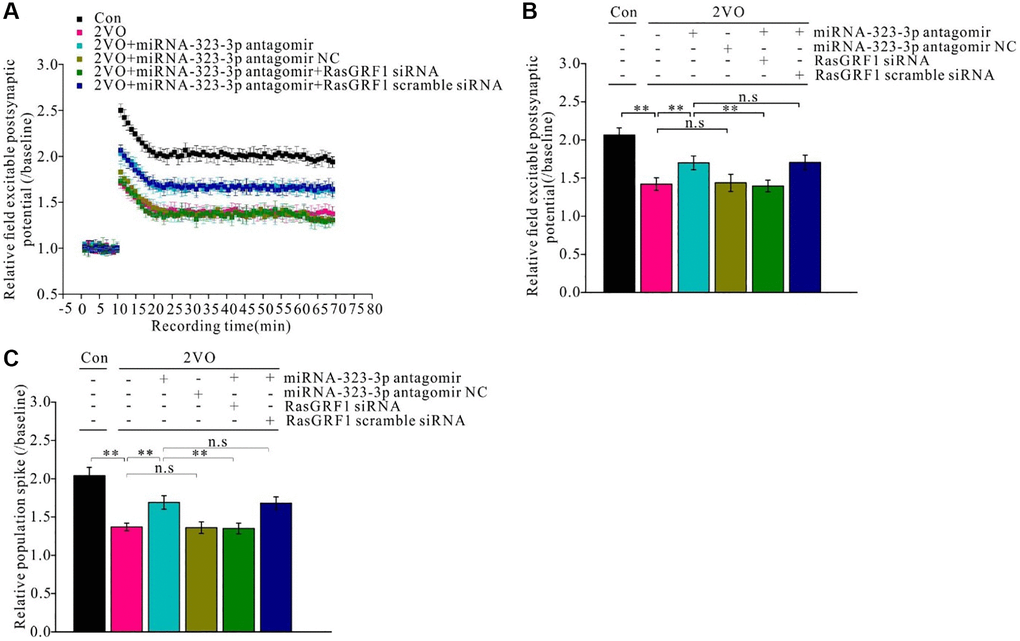 Rasgrf1 upregulation by the inhibition of miR-323-3p could improve the long-term potential impairment after CCH. (A) Field excitable postsynaptic potential was recorded and analyzed pre- and post- high frequency stimulation (pre-HFS recording as the baseline). (Con (n = 3), 2VO (n = 3), 2VO+miRNA-323-3p antagomir (n = 3), 2VO+ miRNA-323-3p antagomir NC (n = 3), 2VO+miRNA-323-3p antagomir+RasGRF1 siRNA (n = 3), 2VO+miRNA-323-3p antagomir + RasGRF1 scramble siRNA (n = 3)). (B) Relative field excitable postsynaptic potential and (C) population spike was analyzed over the baseline. **p 