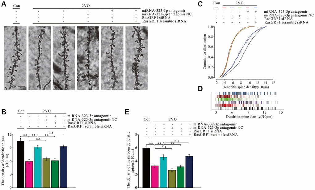 Rasgrf1 upregulation by the inhibition of miR-323-3p could ameliorate the neural structural plasticity impairment after CCH. (A) The dendritic spines were observed with Golgi staining. (B) The cumulative distribution of dendritic spines density was calculated; (Con (n = 1), 2VO (n = 1), 2VO+miRNA-323-3p antagomir (n = 1), 2VO+ miRNA-323-3p antagomir NC (n = 1), 2VO+miRNA-323-3p antagomir + RasGRF1 siRNA (n = 1), 2VO+miRNA-323-3p antagomir + RasGRF1 scramble siRNA (n = 1)). (C) The total dendritic spines density. (D) The cumulative distribution of dendritic spines density. (E) The mushroom dendritic spines density was counted and calculated. Scale bar = 5 μm. **p 