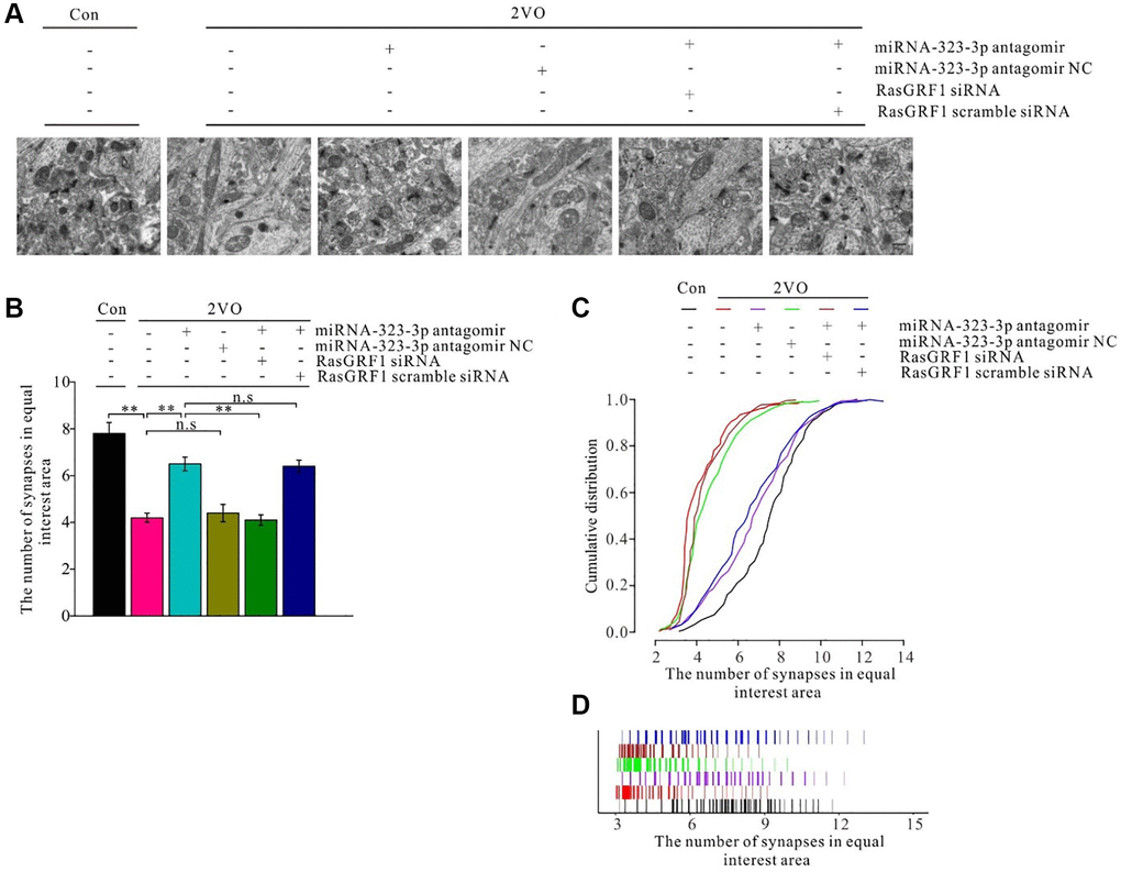 Rasgrf1 upregulation by the inhibition of miR-323-3p could improve the synapse density decrease after CCH. (A) The synapses were observed with uranyl acetate negative staining under transmission electron microscope; (Con (n = 3), 2VO (n = 3), 2VO+miRNA-323-3p antagomir (n = 3), 2VO+miRNA-323-3p antagomir NC (n = 3), 2VO+miRNA-323-3p antagomir + RasGRF1 siRNA (n = 3), 2VO+miRNA-323-3p antagomir + RasGRF1 scramble siRNA (n = 3)). (B) Synapses densities were calculated. (C and D) The cumulative and specific distribution of synapses density was calculated. Scale bar = 200 nm. **p 