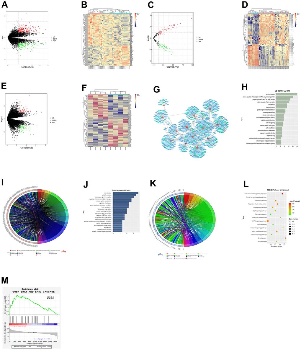 Results of bioinformatics analysis. (A) Volcano plot of visually grouped DEGs in the dataset GSE57957. (B) Cluster heatmap of DEGs. (C) Volcano plot of visually grouped DEMs. (D) Cluster heatmap of DEMs. (E) Volcano plot of visually grouped DELs. (F) Cluster heatmap of DELs. (G) ceRNA regulatory network map of gliomas. (H–K) GO pathway diagrams. (L) KEGG pathway diagram. (M) GSEA for DEGs. ERK1