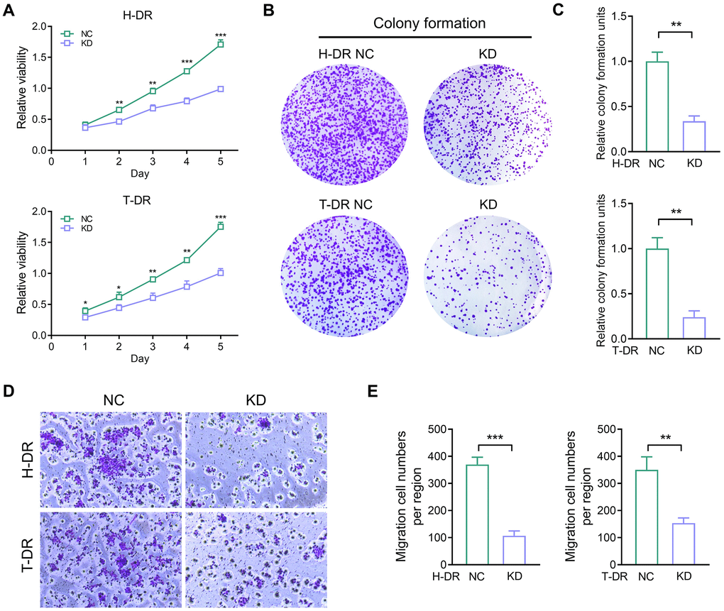 The proliferation and migration ability in drug-resistant cells were inhibited by down-regulating TYRO3 expression. (A) Proliferation ability of H-DR and T-DR transfected with TYRO3-shRNA assessed by CCK-8 assay. (B) Colony formation capacity of H-DR and T-DR transfected with TYRO3-shRNA assessed. (C) Colony formation units counted. (D) Migration capacity of H-DR and T-DR transfected with TYRO3-shRNA assessed. (E) Migration cell numbers counted. Abbreviations: NC: negative control; KD: TYRO3-shRNA. *P **P ***P 