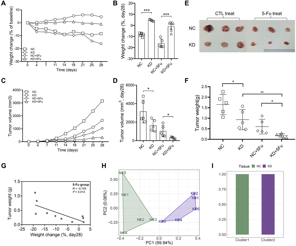 Inhibition of TYRO3 expression enhances drug sensitivity of CRC cells in vivo. (A) Weight change of the NC, KD, NC+5-Fu and KD+5-Fu group mice recorded twice a week during the experiment (n = 5). (B) Weight change of the NC, KD, NC+5-Fu and KD+5-Fu group mice on day28 (n = 5). (C) Tumor volume of the NC, KD, NC+5-Fu and KD+5-Fu group mice recorded twice a week during the experiment (n = 5). (D) Tumor volume of the NC, KD, NC+5-Fu and KD+5-Fu group mice on day28 (n = 5). (E) Representative pictures of subcutaneous tumors harvested from NC and TYRO3-KD group treated with 5-Fu or not (the maximum and minimum removed). (F) Tumor weight of the NC, KD, NC+5-Fu and KD+5-Fu group mice (n = 5). (G) The association analysis between weight change of mice and tumor weight in 5-Fu treated group (n = 5). (H) Stratification of mice into different clusters according to weight change and tumor weight in 5-Fu treated group (n = 5). (I) Percentage of NC and TYRO3-KD mice in each cluster. Abbreviations: NC: negative control; KD: TYRO3-shRNA. *P **P ***P 