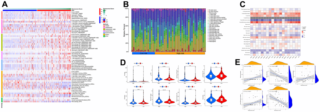 The immune response of the cellular senescence-related genes signature. (A) The immune infiltration status of the high-risk and low-risk groups. (B) The ratio of 22 immune cells components of the two risk groups. (C) Heat map depicting the relationship between the 19 genes associated with cellular senescence and immune cells. (D) Comparison of immune infiltration calculated using “MCPcounter” between two risk groups. (E) Relevance between senescence score and immune cells response.