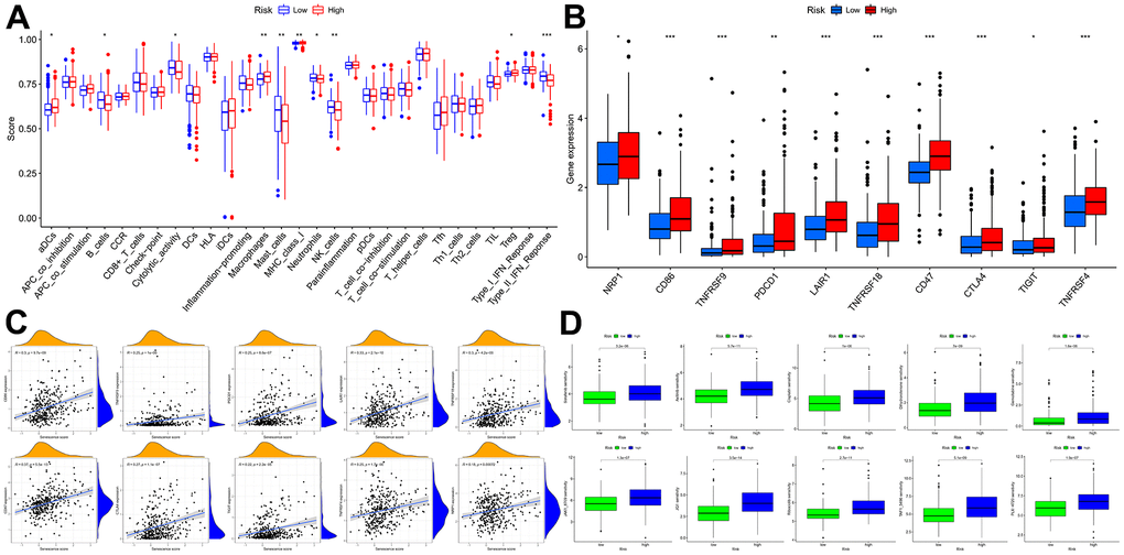 Immune function and immunotherapy comparisons between the two risk groups. (A) Immune function analysis. (B) Immune checkpoint analysis between risk groups. (C) Relevance between senescence score and immune checkpoints expression. (D) Comparison sensitivity of targeted therapeutic drugs of individuals in different risk groups.