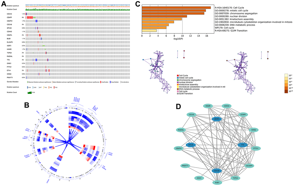 The genetic alterations and biological functions analysis of the nineteen prognostic genes in HCC. (A) The genetic alteration profiles of the 19 genes in the TCGA-LIHC dataset using the cBioPortal database. (B) Circular visualization of chromosomal positions of 19 genes. (C) Biological functions analysis of 19 genes in Metascape database and nodes with the same color belong to the same term. (D) Hub genes in the protein-protein interaction network.