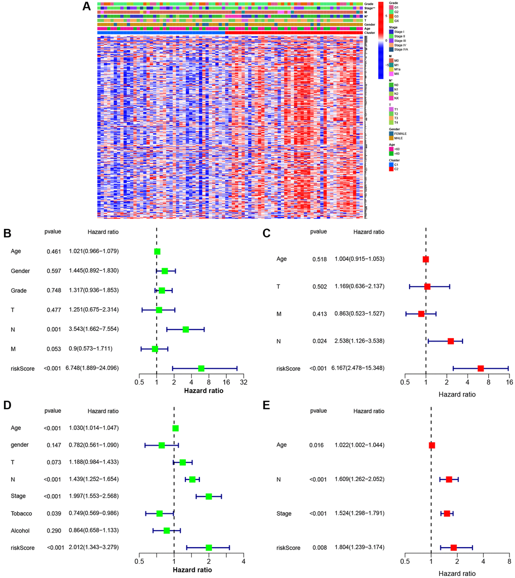 Univariate and multivariate Cox regression analyses for the risk score. (A) Heatmap (blue: low expression; red: high expression) for the connections between clinicopathological features and the risk groups (*P B) Univariable Cox regression analysis for the risk score in TCGA. (C) Multivariable Cox regression analysis for the risk score in TCGA. (D) Univariable Cox regression analysis for the risk score in GEO. (E) Multivariable Cox regression analysis for the risk score in GEO.