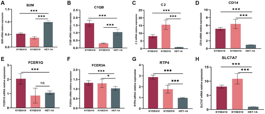 mRNA relative expression of genes in the risk model by the method of qPCR. (A) mRNA relative expression of B2M. (B) C1QB. (C) C2. (D) CD14. (E) FCER1G. (F) FCER3A. (G) RTP4. (H) SLC7A7. GAPDH expression was used as an internal control. qPCR, quantitative real-time polymerase chain reaction.