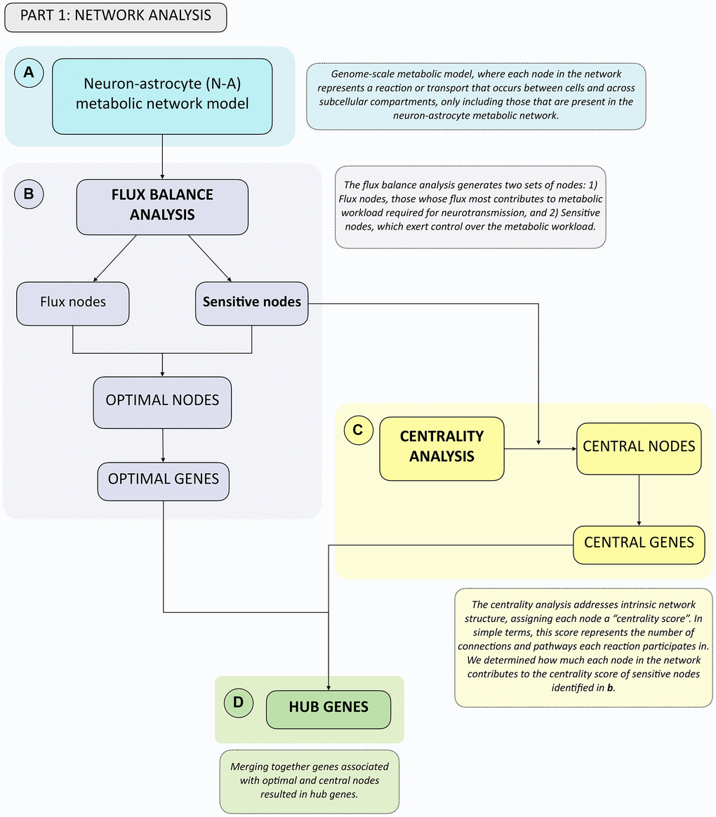 Summary flowchart of network analyses depicting how optimal and central genes were identified, which merged together form the hub genes group. (A) A genome-scale metabolic model from Lewis et al., 2010 was used. This network was analyzed first using. (B) Flux Balance Analysis, from which Flux and Sensitive Nodes were identified. Merging these two node lists yielded Optimal Nodes, from which Optimal Genes were identified. Sensitive Nodes were then analyzed using. (C) Centrality Analysis, which allowed identifying Central Nodes, from which Central Genes were identified. Merging the list of Optimal and Central Genes produced the Hub Genes list. (D) See boxes in dashed lines for the explanation of each type of analysis.