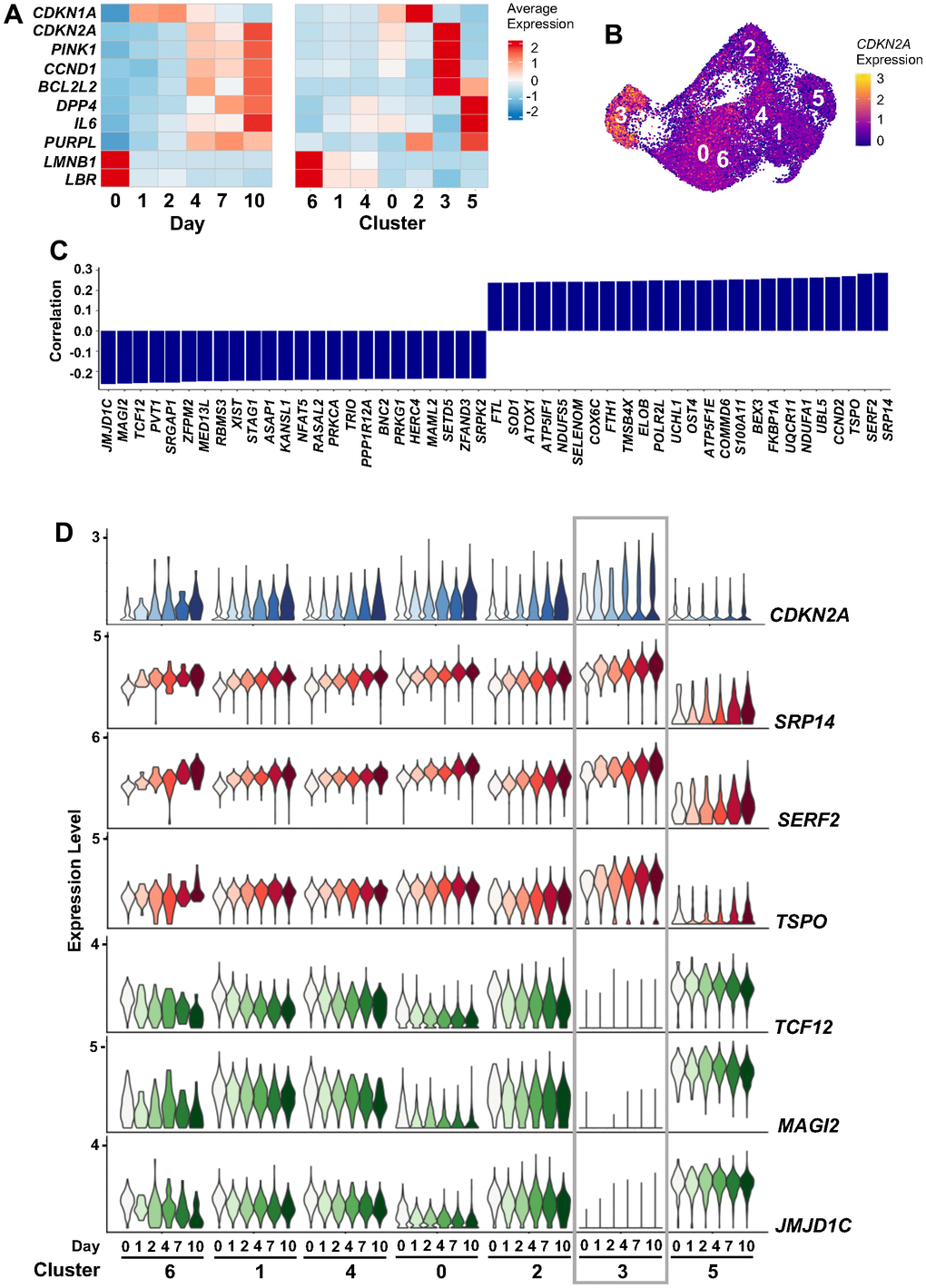 CDKN2A mRNA expression during ETO treatment. (A) Heatmaps showing changes in the expression levels of select senescence-associated transcripts across 10 days of ETO exposure (left), and the contribution of each cell cluster to these changes (right). (B) Feature plot showing increased CDKN2A mRNA expression in cluster 3. (C) Top RNAs correlated with CDKN2A mRNA expression levels by Pearson correlation coefficient; significance was calculated using paired student’s t-test, p D) Expression of CDKN2A mRNA and its top three positively and negatively correlating RNAs from (C). Changes in RNA levels in each cluster and time point are indicated.