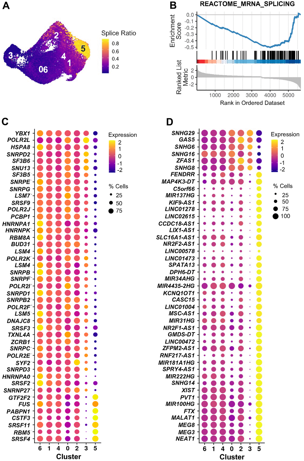 RNA splicing and lncRNAs in cluster 5 of ETO time course. (A) Splice ratio illustrating increased unspliced RNAs in cluster 5. Splice ratio for individual cells was calculated as the number of unspliced transcripts relative to total RNA content. (B) GSEA enrichment plot of “REACTOME