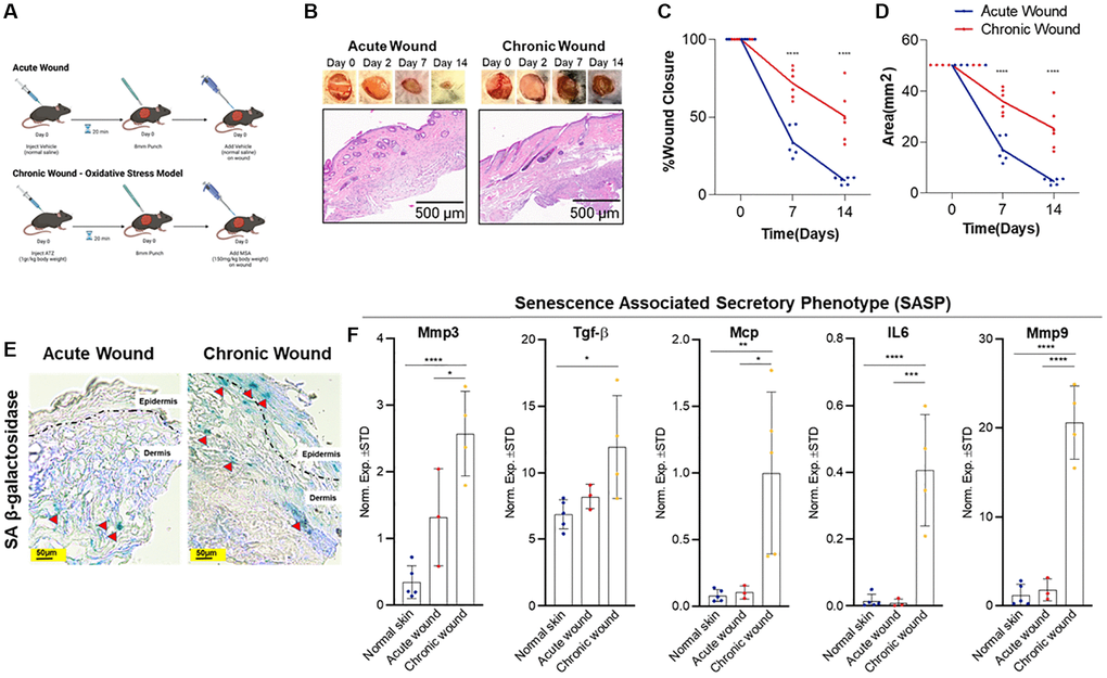 Oxidative stress-induced wounding results in a chronic wound with increased SA-β-gal expression and SASP burden. (A) Study design: an acute wound model (top) created with skin punch biopsy and vehicle (normal saline) application and a chronic wound model (bottom) created with localized oxidative stress induced by intraperitoneal 3-amino-1,2,4-trizole (ATZ; 1 g/kg) prior to wounding and topical mercaptosuccinic acid (MSA; 150 mg/kg) after wounding in wild-type C57BL/6 J mice (20-weeks-old). (B) Representative images of wound healing and histological images from hematoxylin and eosin-stained sections of acute versus chronic wounds (n = 6 in each group at day 14), low power magnification. (C) Wound contracture assessment as a function of % wound closure. (D) Wound contracture assessment as a function of area (mm2). (E) SA-β-gal staining indicates presence of senescent cells (red arrows) in the epidermis and dermis 14-days post-wounding. (F) Relative expression of senescence and SASP markers in the skin after 14-days in normal skin, acute wounds, and chronic wounds. Measurements are expressed as mean ± SEM. Statistical analysis was performed using Student’s t-test; *p **p ***p ****p 