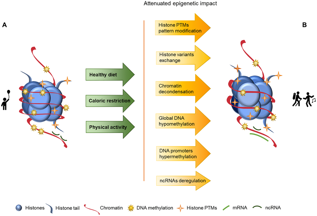 Representation of age-associated epigenetic changes after following a healthy lifestyle. (A) Representation of a young individual chromatin, with tight chromatin compactation, high levels of DNA methylation, decreased histone PTMs (particularly acetylation), canonical histones and balanced non-coding RNA regulation; (B) Representation of a healthy old aged individual chromatin, we may observe a looser chromatin structure and lower levels of DNA methylation than in A, and higher levels of histones PTMs (acetylation) than in A. There are also different histone variants presence (in exchange of the canonical histones) and an increase of ncRNA imbalance, which is reflected in an overall increase of chromatin instability. The alterations between the structures presented in A and B are represented by arrows. The arrows in green present the causes (here presented as a mindful lifestyle - achieved through a healthy diet, caloric restriction and physical activity) whose effects are reflected by the arrows in yellow/orange, with the lighter colors representing less marked epigenetic alterations.