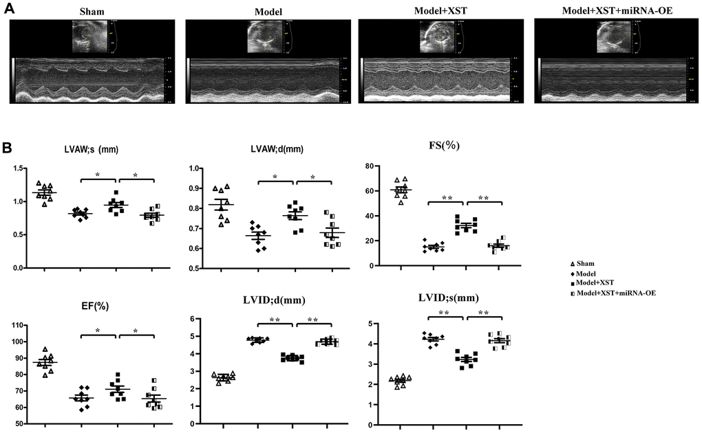 Changes of left ventricular morphology, structure, and function in mice detected by cardiac ultrasonography. (A) Cardiac ultrasonography images of mice. (B) Changes in parameters of mouse cardiac ultrasonography, including LVAWd, LVAWs, LVIDd, LVIDs, FS, and EF.