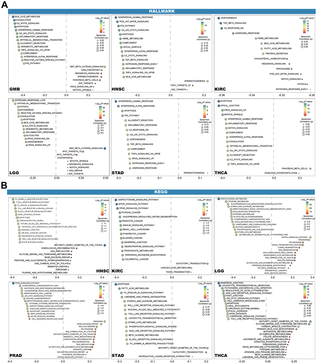 Results of GSVA. Bubble plot show the 15 pathways of Hallmark (A) and KEGG (B) with the most significant positive and negative, respectively.