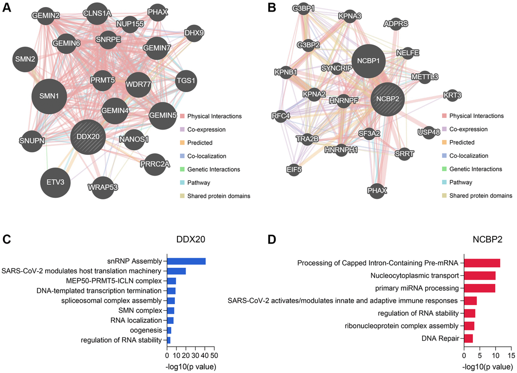 The genes associated with DDX20 and NCBP2 and their functional enrichment. (A, B) The Top 20 genes showing the closest connection with DDX20 (A) and NCBP2 (B). (C, D) The functional annotation of the DDX20- (C) and NCBP2-associated (D) genes, which was obtained from the Metascape database.