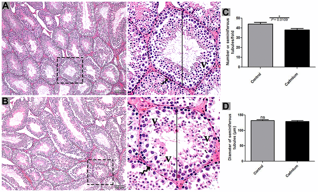 Light microscopy of seminiferous tubules of testis of control (A) and cadmium treated group (B). A large magnification is illustrated in the rectangular area. (C) Numbers of seminiferous tubules. (D) Quantification of the diameter of seminiferous tubules. V: vacuole; (curved arrow) basement membrane. Scale bars = 100 μm.