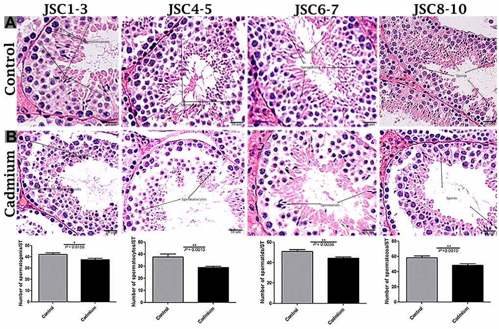 Light microscopy of seminiferous tubules of testis of control (A) and cadmium treated group (B). JSCs 1-2 lack germ cells, while JSC 3 contains spermatogonia but no spermatocytes. JSCs 4-5 contain a small number of spermatocytes but no spermatids. JSCs 6-7 contain few or many spermatids but no sperm. JSCs 8-10 contain a small or large number of sperms in a seminiferous tubule. Scale bars = 50 μm. Data presented as Mean ± SEM.