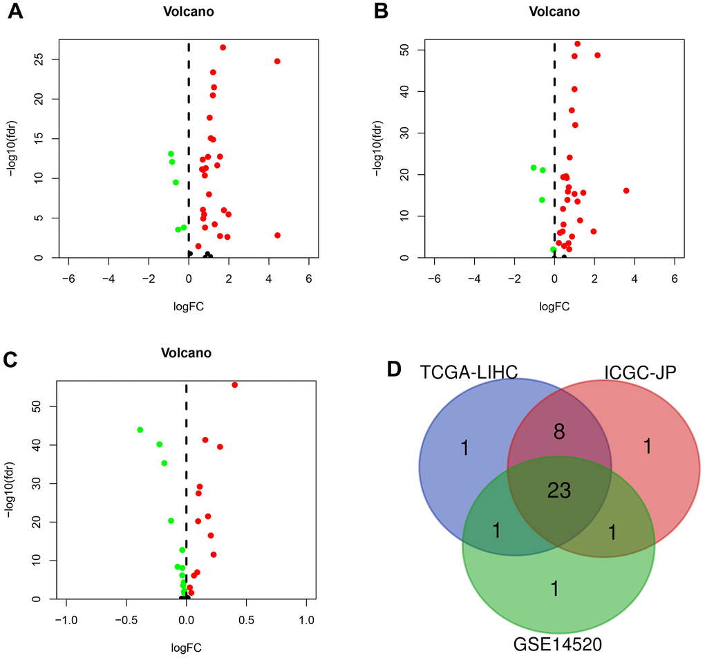 The differentially expressed genes (DEGs) were screened in different sets. (A) DEGs (n = 33) in TCGA-LIHC set. (B) DEGs (n = 33) in the ICGC-JP set. (C) DEGs (n = 26) in GEO-GSE14520 set. (D) Venn diagram for the overlapping genes.