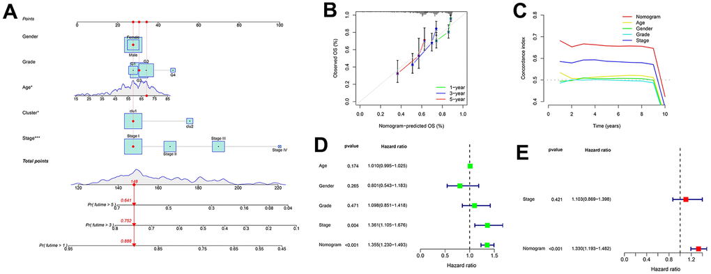 Nomogram for predicting patient survival in TCGA-LIHC set. (A) The nomogram combines the cluster and clinicopathological characteristics for predicting patient survival outcomes. (B) The calibration curve validates the sensitivity of the nomogram in 1, 3, and 5 years. (C) The C-index validates the specificity of the nomogram compared to the clinicopathological characteristics. (D, E) Univariate and multivariate regression analyses for the nomogram as an independent prognostic factor.