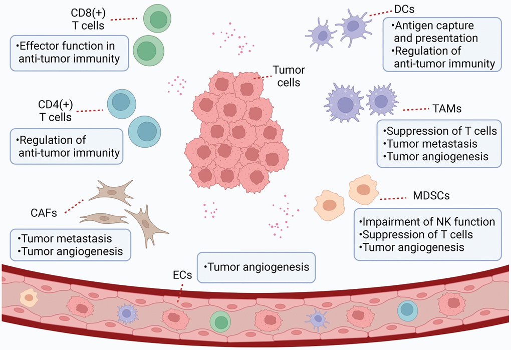 Schematic representation of TME. TME is a complex and comprehensive system. In addition to tumor cells, stromal cells (e.g., CAF and tumor-associated endothelial cells) and immune cells (e.g., MDSC, TAM, DC, and TILs) are also important components of TME.