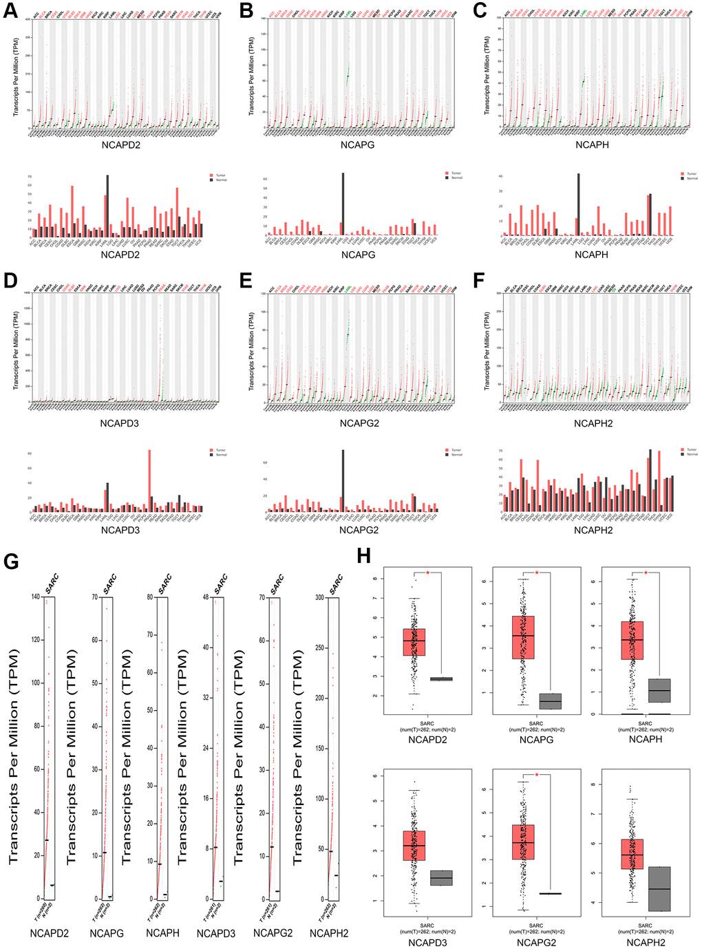 The expression levels of NCAP genes in sarcoma. (A–F) The expression levels of NCAPD2, NCAPG, NCAPD3, NCAPG2, NCAPH, and NCAPH2 in pan-cancer, (G, H) The expression levels of NCAP genes in sarcoma. Each dot represents an individual sample, *P 