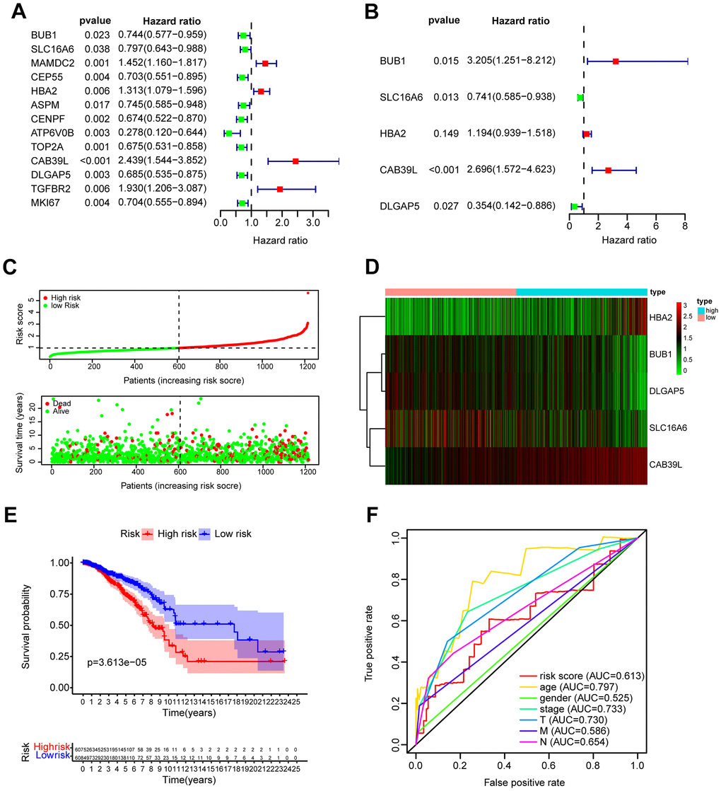 Construction and validation of prognostic model based on BCCGs. (A) The association between clinical prognosis and potential BCCGs was established by univariate Cox regression. (B) Multivariate Cox regression analysis revealed the underlying predictive BCCGs of BC. (C) The survival status distribution of BC patients after grouping by median risk score. (D) Expression profile of the 5 BCCGs of BC patients. (E) K-M curves of patients assigned to low- and high-risk groups. (F) ROC curves of risk score and other clinicopathological characteristics.