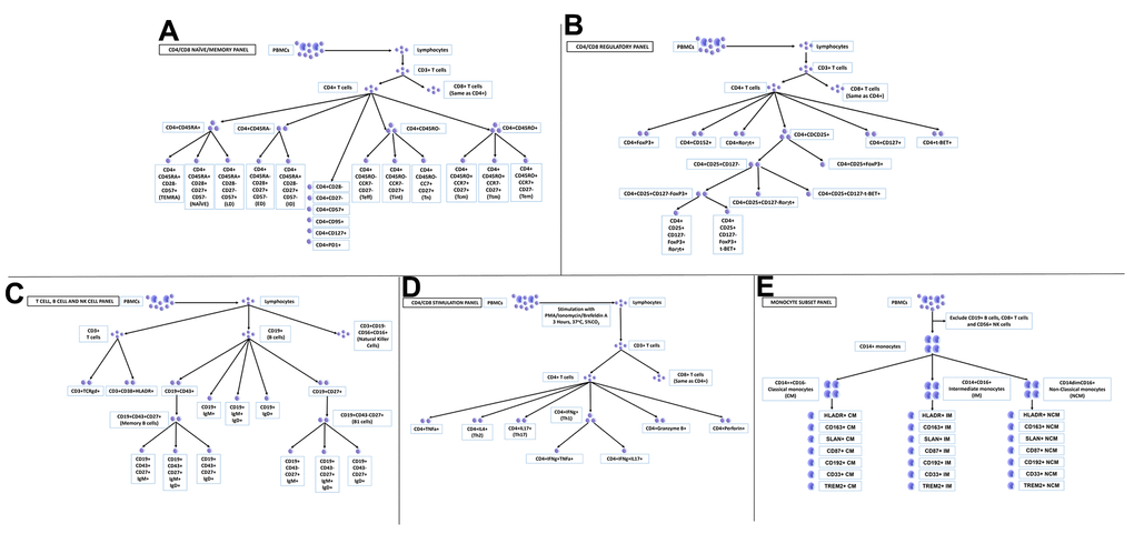 Peripheral blood mononuclear cells (PBMCs) profiled in this study. (A) CD4/CD8 naïve/memory panel; (B) CD4/CD8 regulatory panel; (C) T cell, B cell and NK cell panel; (D) CD4/CD8 stimulation panel; (E) monocyte subset panel.