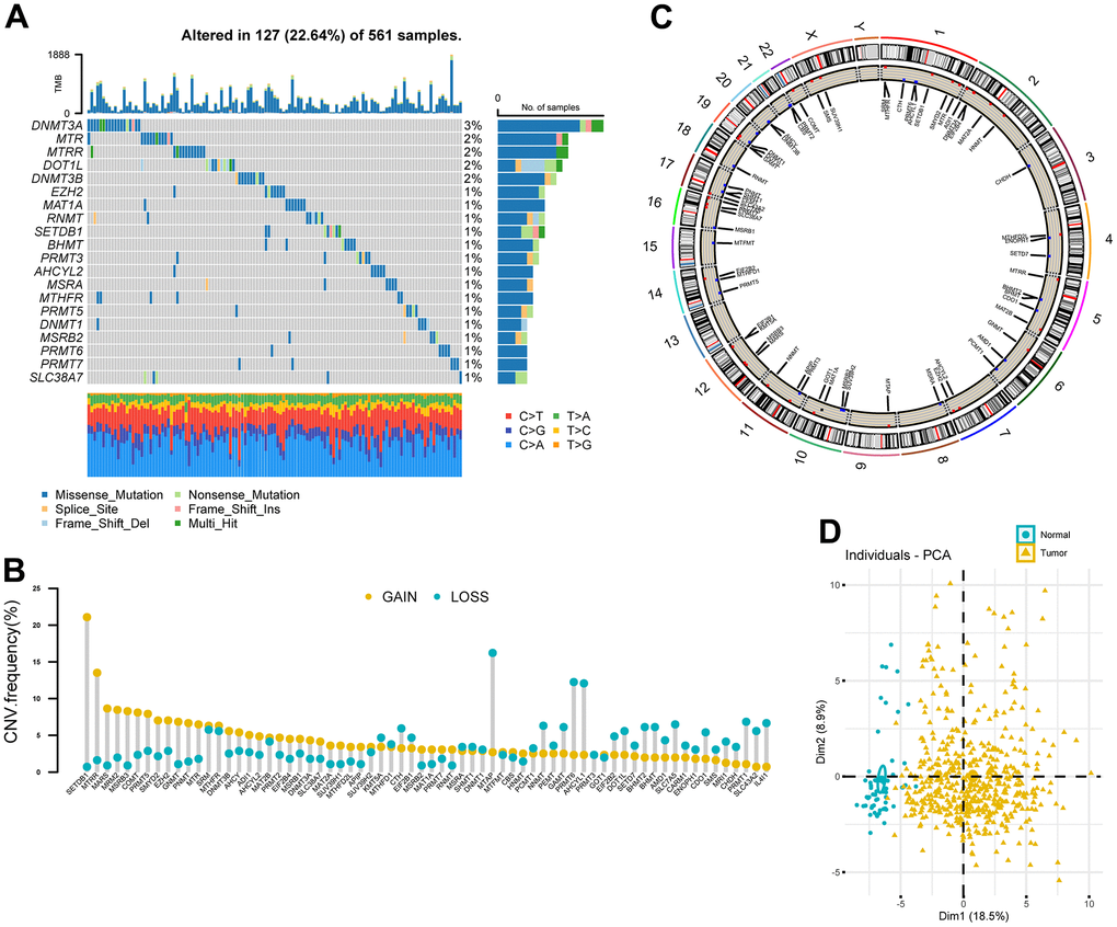 Landscape of genetic variation of methionine regulators in LUAD. (A) Oncoprint plot showing mutation frequencies of MRGs in 561 patients with LUAD. (B) The CNV alteration frequency of 68 MRGs. The column represented the alteration frequency. The deletion frequency, blue dot; The amplification frequency, yellow dot. (C) Circos plot showing the location of CNV alteration of MRGs on chromosomes. (D) Principal component analysis of 68 MRGs to distinguish tumors from normal samples in the TCGA LUAD cohort.