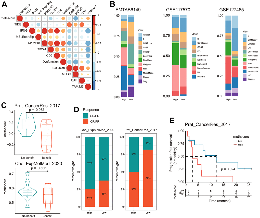 The MethScore predicts responses to immunotherapy. (A) Correlogram showing the association between MethScore with T cell dysfunction and T cell exclusion signatures in TCGA LUAD cohort, as determined using the tumor immune dysfunction and evasion (TIDE) method. (B) Differential composition of immune cell populations in cell samples with high and low methionine activity. The methionine activity was computed in three scRNA-seq data of LUAD (EMTAB6149, GSE117570, and GSE127465). (C) Violin plots comparing the MethScore between patients who benefitted and did not benefit from immunotherapy in indicated ICB cohorts. (D) The fraction of patients with clinical response to ICB among indicated ICB cohorts between patients with high and low MethScore (as stratified by the median score). CR, complete response; PR, partial response; SD, stable disease; PD, progressive disease. (E) Kaplan-Meier curve depicting the PFS of lung cancer patients with high and low MethScore in the indicated ICB cohort.