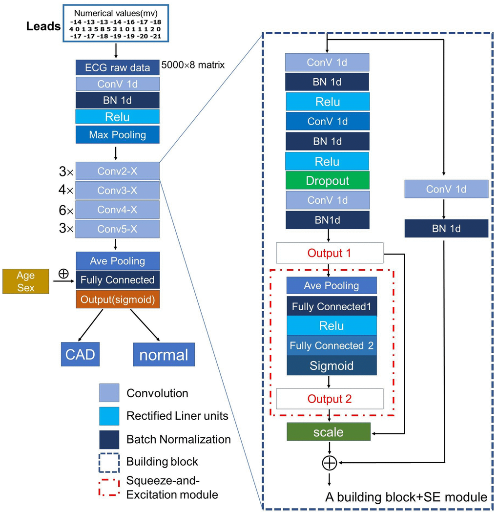 The architecture of the proposed CNN model. We used ResNet-50 uniting a mixed “attention” module (the Squeeze-and-Excitation module) as backbone architecture to extract useful features from the input ECG raw data. Abbreviations: ConV: Convolution; BN: Batch Normalization; Relu: Rectified Linear Units.